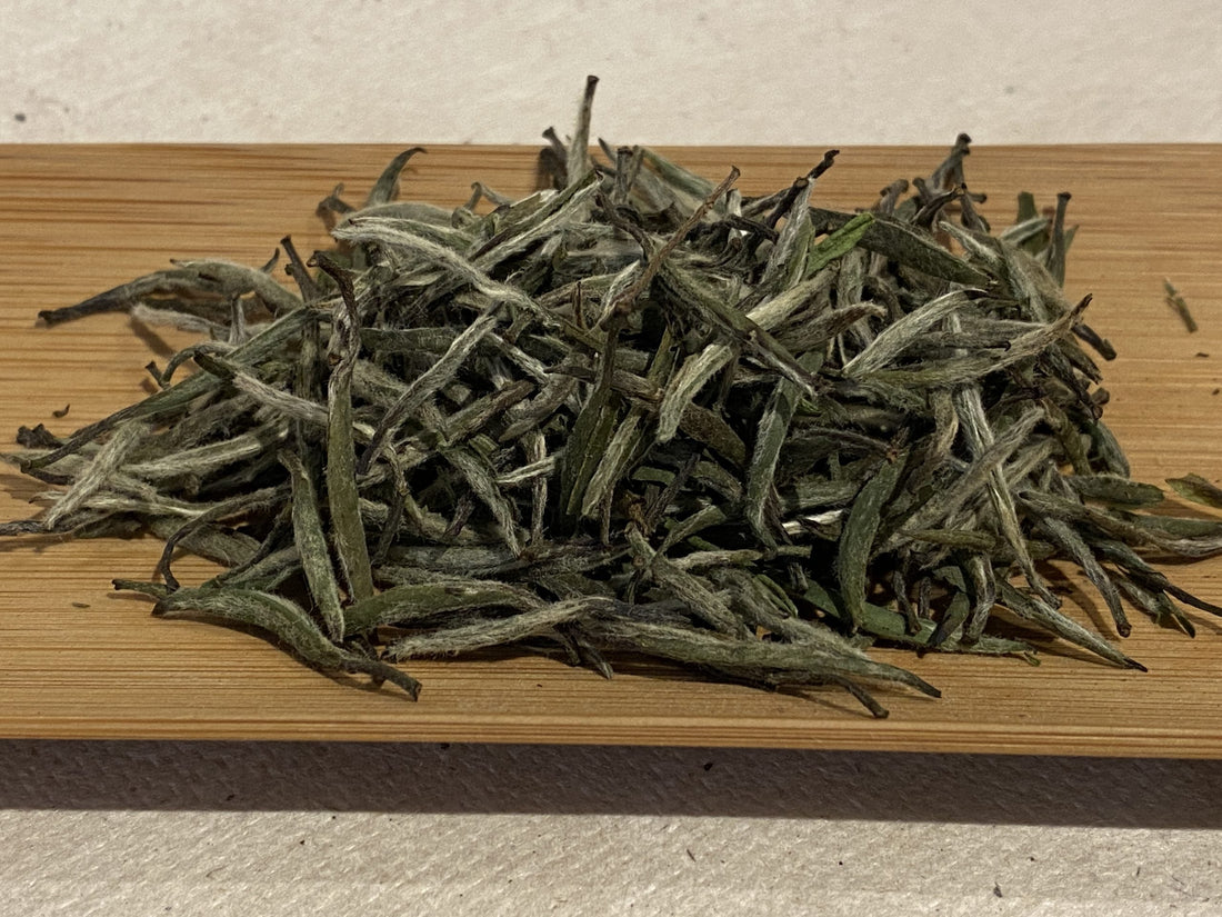 Silver Needle ｜ 白毫银针