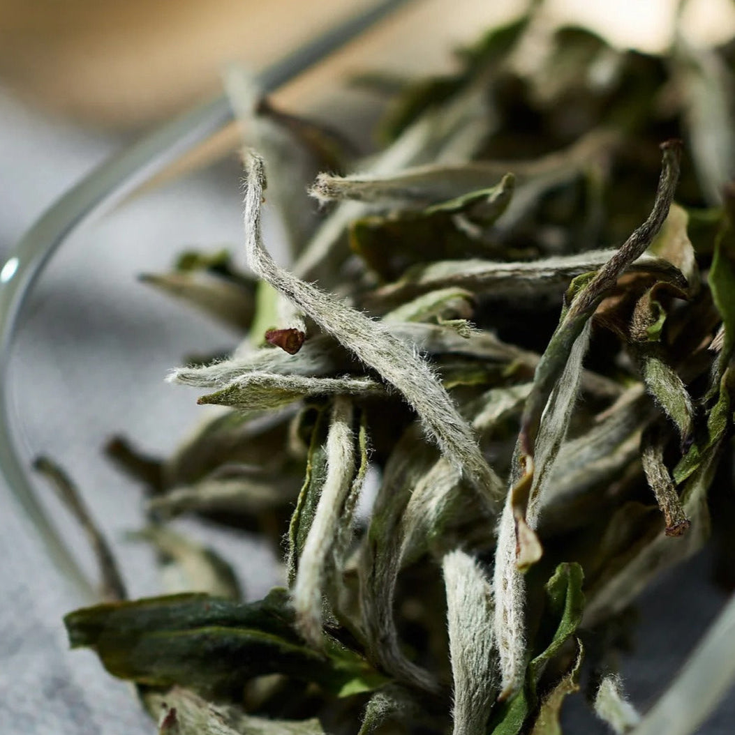 🍵 Bai Mudan (White Peony) ｜ 白牡丹