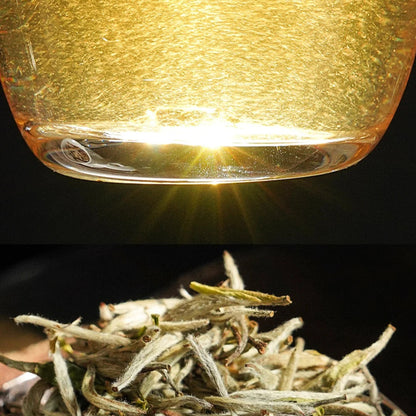 🍵 Silver Needle ｜ 白毫银针