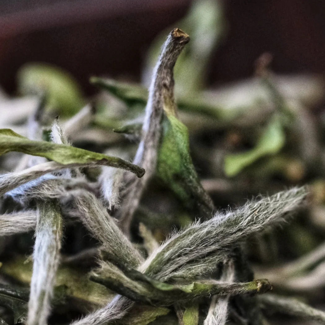 🍵 Bai Mudan (White Peony) ｜ 白牡丹