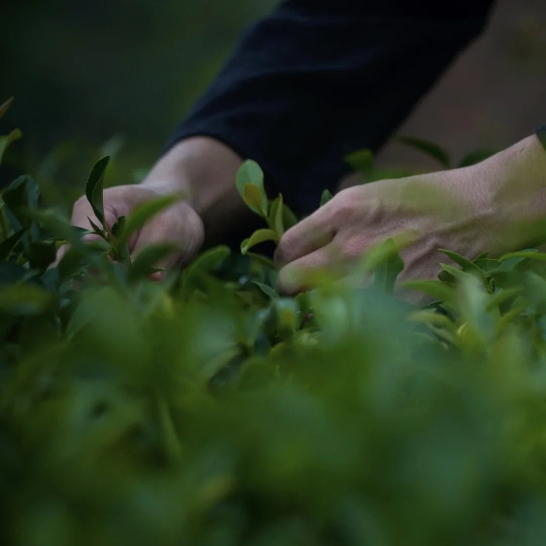 🌺 Tieguanyin Light Aroma ｜ 安溪铁观音（清香）