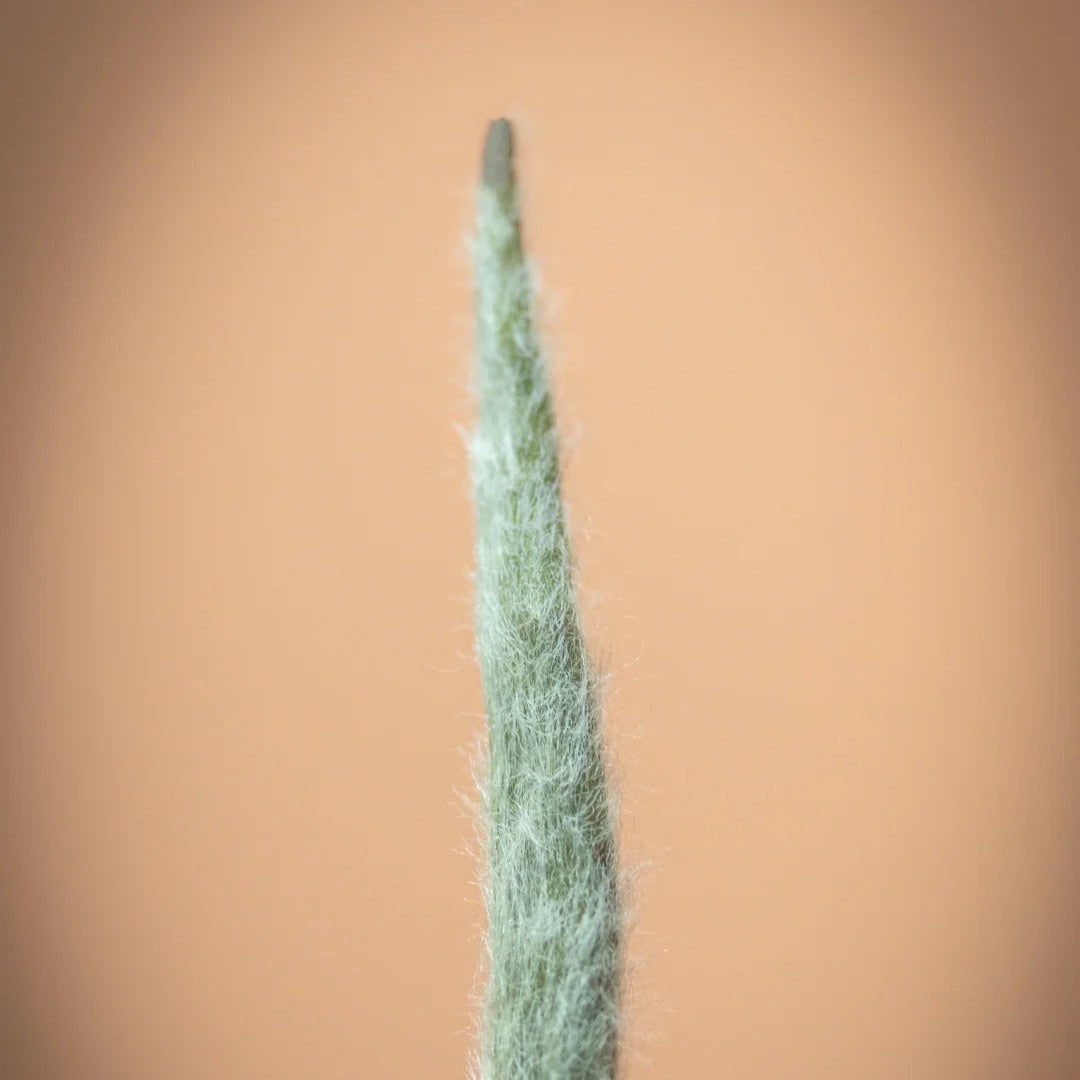 🍵 Silver Needle ｜ 白毫银针