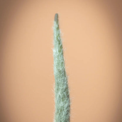 🍵 Silver Needle ｜ 白毫银针