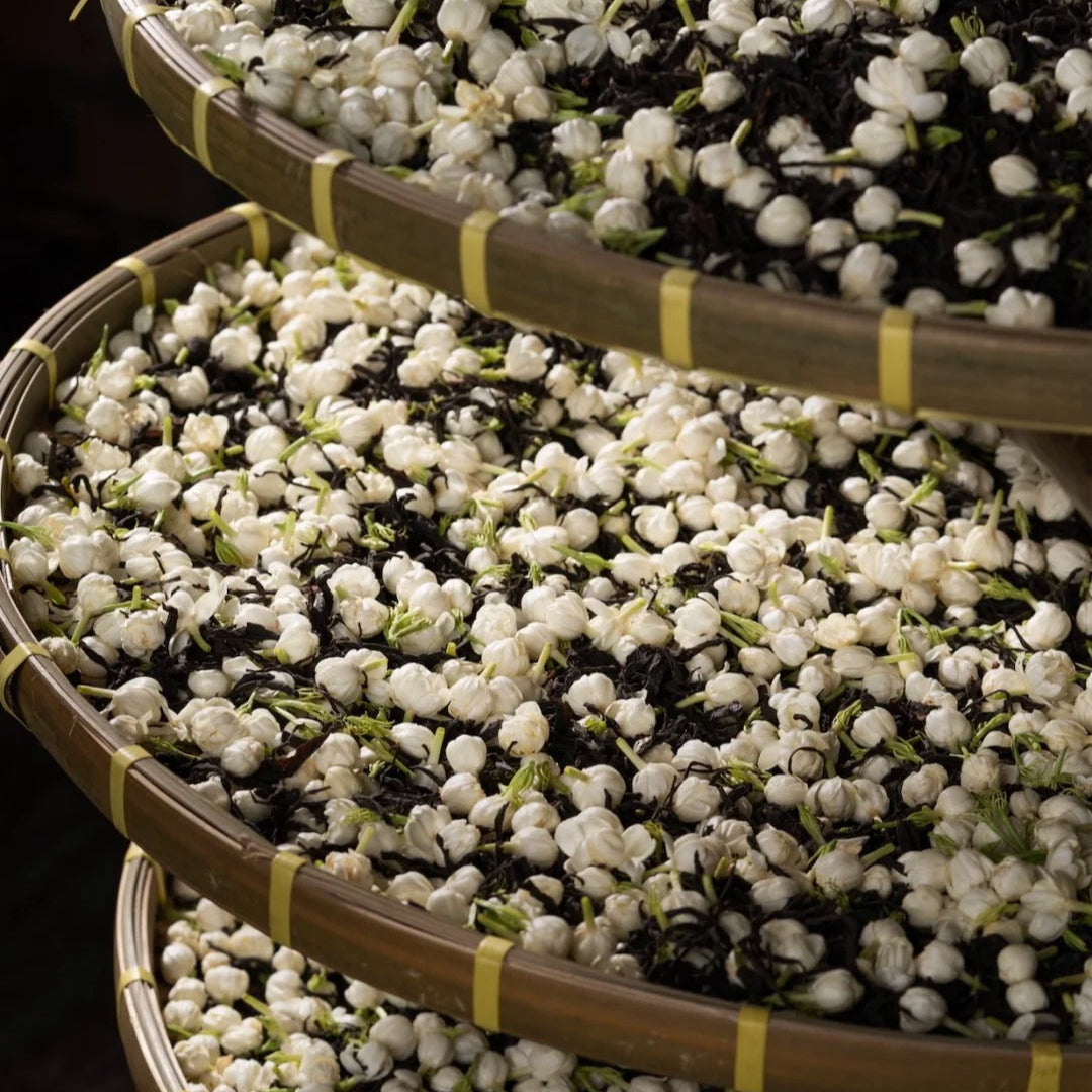 🍵 Jasmine Seven-Scented ｜ 茉莉（七窨）